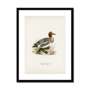 Eurasian wigeon Framed & Mounted Print