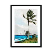 Palm Tree, Nassau Framed & Mounted Print
