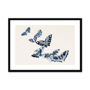 Japanese butterfly: Cho senshu (One Thousand Butterflies) 1 Framed & Mounted Print