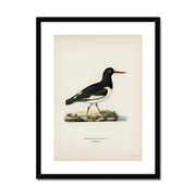 Eurasian oystercatcher Framed & Mounted Print