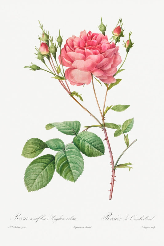 Botanical