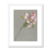 A Bough of Mountain Laurel with Leaves and Blossoms Framed & Mounted Print