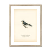 Hybrid between common house-martin and barn swallow Framed & Mounted Print