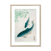 Carp or Koi Framed & Mounted Print