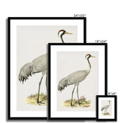 Common Crane Framed & Mounted Print
