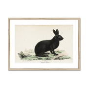 Black hare Framed & Mounted Print
