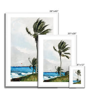 Palm Tree, Nassau Framed & Mounted Print