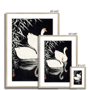 White Chinese Geese Swimming by Reeds Framed & Mounted Print