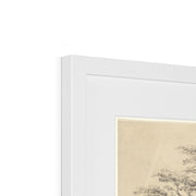 A Great Oak Tree Framed & Mounted Print