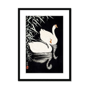 White Chinese Geese Swimming by Reeds Framed & Mounted Print