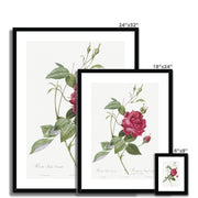 Blood-Red Bengal Rose, Rosa indica cruneta from Les Roses Framed & Mounted Print