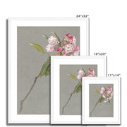 A Bough of Mountain Laurel with Leaves and Blossoms Framed & Mounted Print