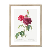 Purple French Rose, Rosa gallica purpuro-violacea magna from Les Roses Framed & Mounted Print