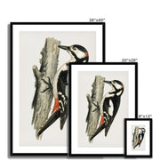 Great spotted woodpecker-male Framed & Mounted Print