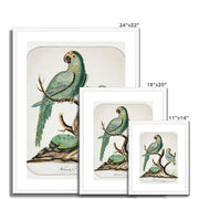 Two Parrots on a Barren Tree  Framed & Mounted Print
