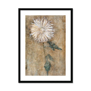 Chrysanthemum Framed & Mounted Print