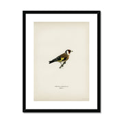European Goldfinch Framed & Mounted Print