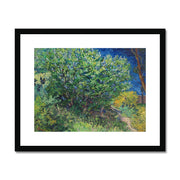 Lilac Bush Framed & Mounted Print