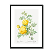 Rosa hemisphaerica, also known as Yellow Rose of Sulfur (Rosa sulfurea) from Les Roses Framed & Mounted Print