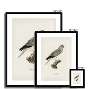 Hen Harrier male Framed & Mounted Print