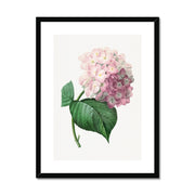 Hydrangea Framed & Mounted Print