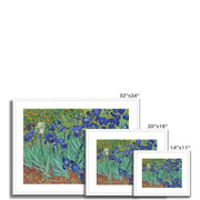 Irises Framed & Mounted Print