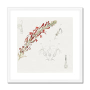Cardinal Flower Framed & Mounted Print