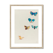 Five Butterflies Framed & Mounted Print