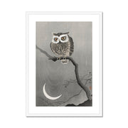 Long-Eared Owl on Bare Tree Branch Framed & Mounted Print
