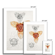 Japanese Lily, East Hampton  Framed & Mounted Print