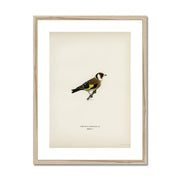 European Goldfinch Framed & Mounted Print