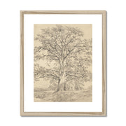 A Great Oak Tree Framed & Mounted Print