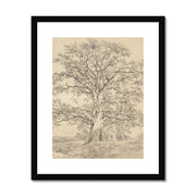 A Great Oak Tree Framed & Mounted Print