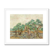 The Olive Orchard (1889) Framed & Mounted Print