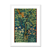 Cock Pheasant Framed & Mounted Print