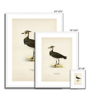 Nortnern lapwing Framed & Mounted Print