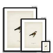 European Goldfinch Framed & Mounted Print