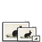 Black hare Framed & Mounted Print
