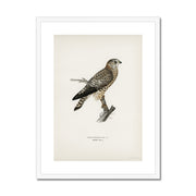 Merlin female Framed & Mounted Print