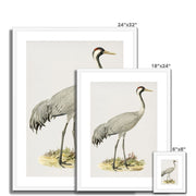 Common Crane Framed & Mounted Print