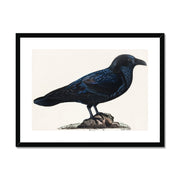 Raven Framed & Mounted Print