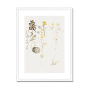 Buttercups, Mt. Desert Framed & Mounted Print