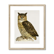 Eurasian eagle-owl Framed & Mounted Print