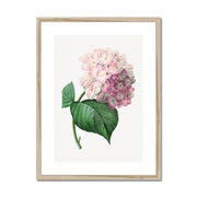 Hydrangea Framed & Mounted Print