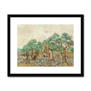 The Olive Orchard (1889) Framed & Mounted Print