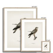 Merlin female Framed & Mounted Print