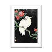 Cockatoo and Pomegranate Framed & Mounted Print