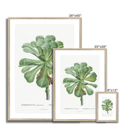 Sempervivum Canariense Image from Histoire des Plantes Grasses Framed & Mounted Print