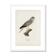 Hen Harrier male Framed & Mounted Print