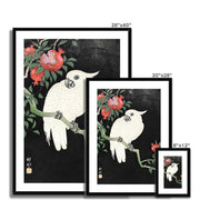 Cockatoo and Pomegranate Framed & Mounted Print